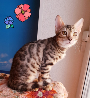 Photo №2 to announcement № 1834 for the sale of bengal cat, savannah cat - buy in Russian Federation private announcement, from nursery