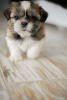 Photo №1. shih tzu - for sale in the city of Dnipro | negotiated | Announcement № 9747