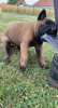 Additional photos: belgian shepherd puppies