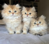 Photo №2 to announcement № 104322 for the sale of persian cat - buy in United States private announcement