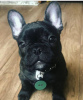 Photo №3. French bulldog puppies for sale. Germany