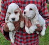 Additional photos: English Cocker Spaniel puppies