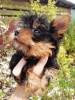 Additional photos: Baby-face Yorkie puppies are completely ready to go.