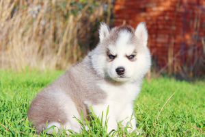 Photo №2 to announcement № 3676 for the sale of siberian husky - buy in Russian Federation from nursery
