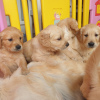 Photo №2 to announcement № 115949 for the sale of golden retriever - buy in Germany private announcement