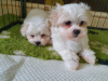 Photo №2 to announcement № 81809 for the sale of maltese dog - buy in Germany private announcement