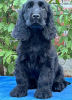 Photo №1. english cocker spaniel - for sale in the city of Ada | Is free | Announcement № 113038