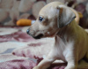 Photo №3. Italian greyhound puppy. Russian Federation