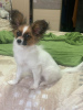 Additional photos: CONTINENTAL TOY SPANIEL/PAPILLON