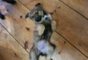 Photo №3. Belgian Malinois/Border Collie Puppies for sale. Germany