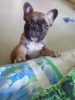 Photo №1. french bulldog - for sale in the city of Izhevsk | 338$ | Announcement № 8611