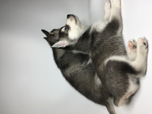 Photo №4. I will sell alaskan klee kai in the city of Moscow. breeder - price - 2220$