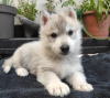 Photo №2 to announcement № 13370 for the sale of siberian husky - buy in Switzerland private announcement