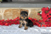 Photo №3. Yorkshire Terriers for sale. Germany