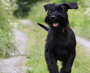 Photo №2 to announcement № 413 for the sale of giant schnauzer - buy in Russian Federation breeder