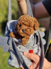 Additional photos: Apricot and red toy poodles