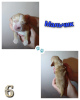 Additional photos: English cocker spaniel puppies