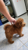 Photo №4. I will sell poodle (toy) in the city of Belgrade. breeder - price - negotiated