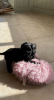 Photo №3. Lovely black Cockapoo puppies. Puerto Rico