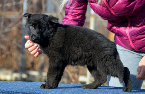 Photo №3. male from 19.11, black, standard, World Champion Lines, KSU,. Ukraine