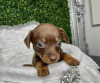 Photo №1. dachshund - for sale in the city of New York | 350$ | Announcement № 103822