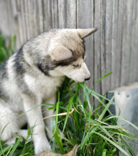 Photo №3. Breed Alaskan Malamute. Russian Federation