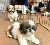 Photo №1. shih tzu - for sale in the city of Bern | 402$ | Announcement № 125757