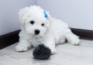 Photo №2 to announcement № 446 for the sale of bichon frise - buy in Russian Federation private announcement