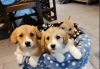 Photo №2 to announcement № 31940 for the sale of welsh corgi - buy in Germany private announcement
