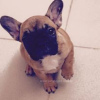 Photo №1. french bulldog - for sale in the city of Hartford | 400$ | Announcement № 109915