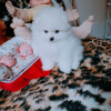 Additional photos: pomeranian