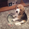 Photo №4. I will sell beagle in the city of Франкфурт-на-Майне. private announcement - price - 350$