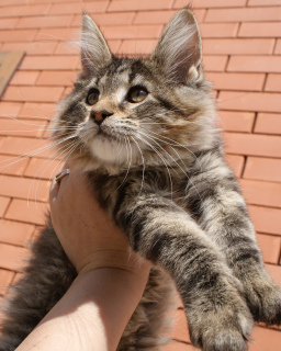 Photo №2 to announcement № 6334 for the sale of maine coon - buy in Russian Federation from nursery