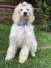 Photo №1. poodle (royal) - for sale in the city of Kiev | 1000$ | Announcement № 12154
