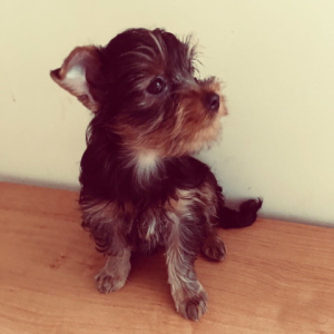 Photo №2 to announcement № 2492 for the sale of yorkshire terrier - buy in Russian Federation private announcement
