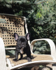 Photo №2 to announcement № 127370 for the sale of french bulldog - buy in Germany private announcement