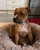 Photo №1. american staffordshire terrier - for sale in the city of Zagreb | 370$ | Announcement № 80696