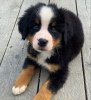 Photo №1. bernese mountain dog - for sale in the city of Амстердам | 475$ | Announcement № 79976