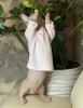 Photo №2 to announcement № 13292 for the sale of sphynx-katze - buy in Russian Federation from nursery
