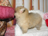 Additional photos: Pomeranian girl