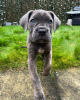 Additional photos: cane corso