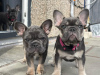 Photo №1. french bulldog - for sale in the city of Vienna | 400$ | Announcement № 38280