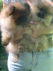 Additional photos: Pomeranian spitz puppies