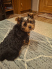 Photo №4. I will sell beaver yorkshire terrier, yorkshire terrier in the city of Pärnu.  - price - 634$