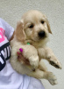 Additional photos: Golden retriever