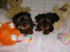 Photo №1. yorkshire terrier - for sale in the city of Barcelona | 370$ | Announcement № 122748