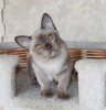 Photo №1. burmese cat - for sale in the city of Minsk | 491$ | Announcement № 63440