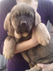 Photo №1. spanisch mastiff - for sale in the city of Voronezh | 544$ | Announcement № 9289