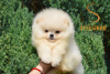 Photo №2 to announcement № 110385 for the sale of pomeranian - buy in Serbia 