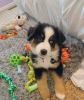 Photo №1. australian shepherd - for sale in the city of Tienen | 317$ | Announcement № 123298